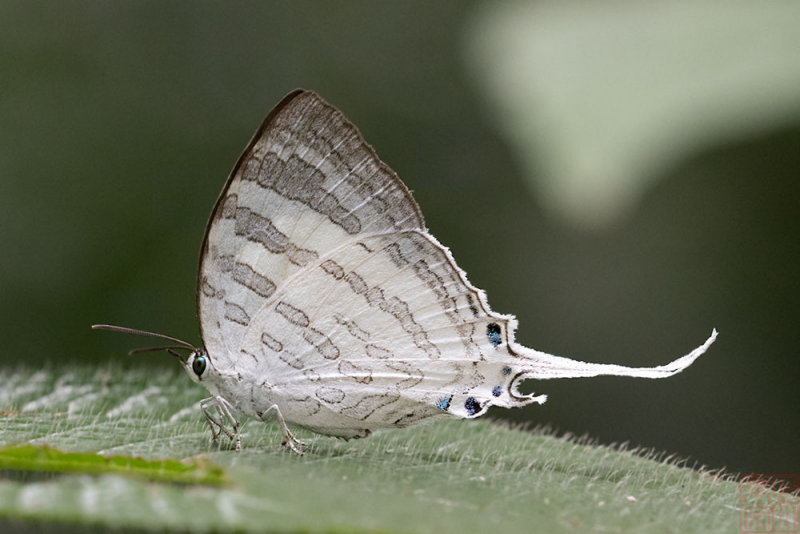Neomyrina nivea periculosa (The White Imperial)