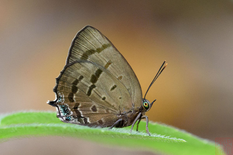 Arhopala caeca