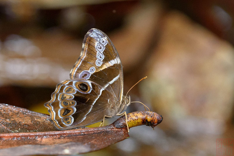 Lethe europa malaya (The Bamboo Treebrown)
