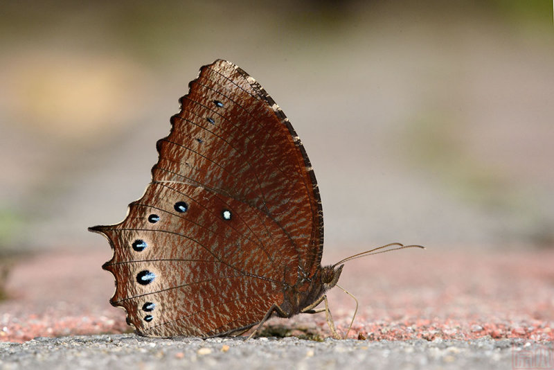 Elymnias panthera panthera (Tawny Palmfly)
