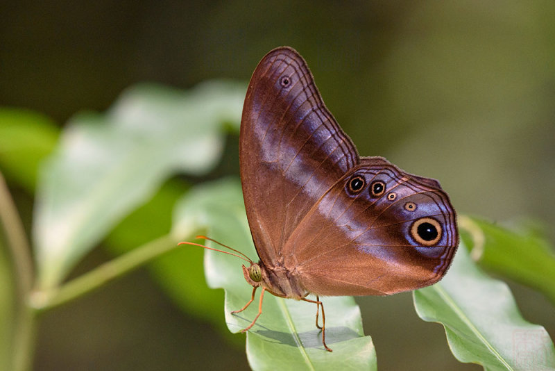 Coelites euptychioides humilis (The Restricted Catseye)