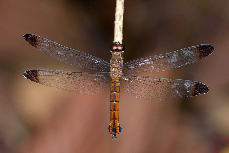 Lyriothemis biappendiculata