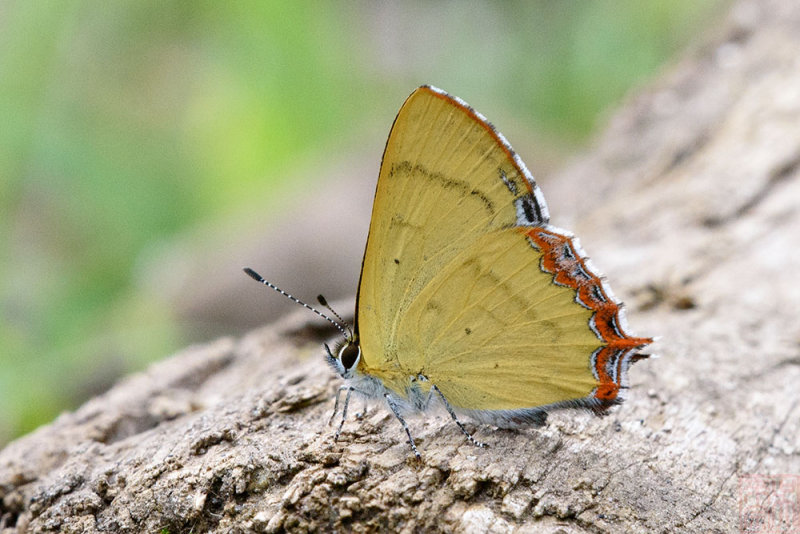 Heliophorus eventa ( Green Sapphire)