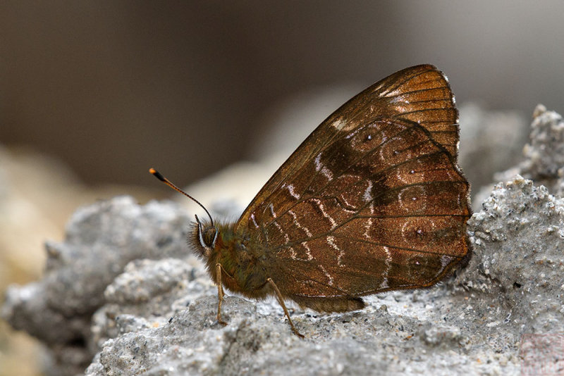 Lethe maitrya