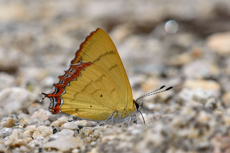 Heliophorus eventa ( Green Sapphire)