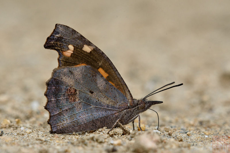 Libythea lepita