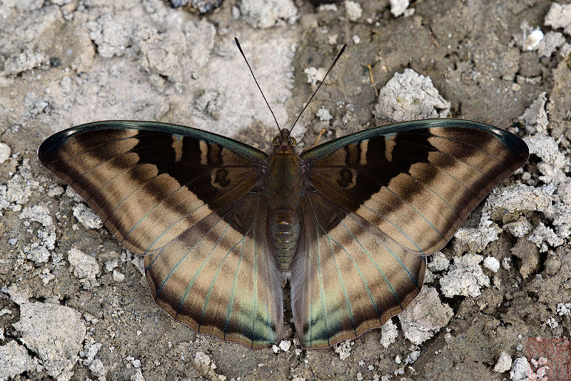 Auzakia danava
