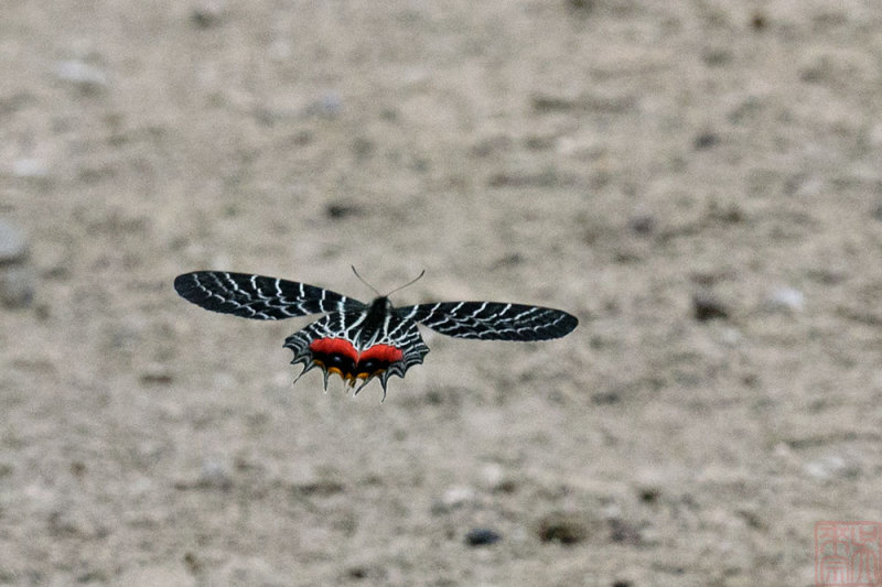 Bhutanitis lidderdalii (Bhutan Glory) (多尾鳳蝶)