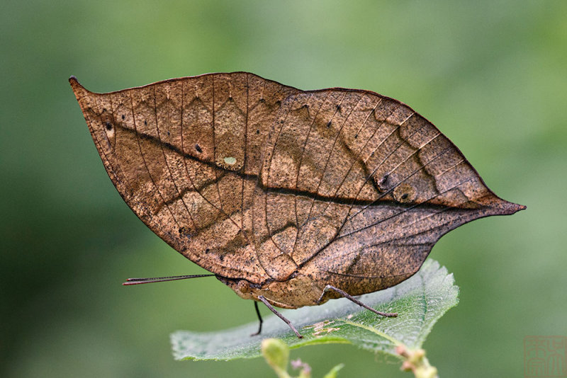 Kallima inachus (枯叶蛱蝶)