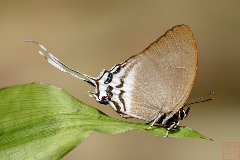 Ritra aurea volumnia (Orange Imperial)