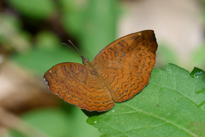 Ariadne merione ginosa (Common Castor)