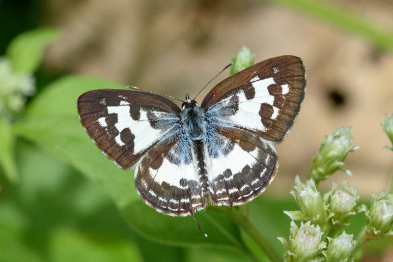 Castalius rosimon rosimon (The Common Pierrot)