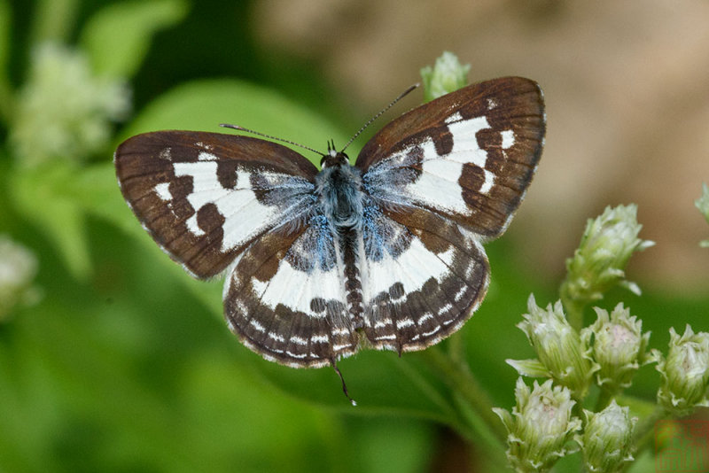 Castalius rosimon rosimon (The Common Pierrot)