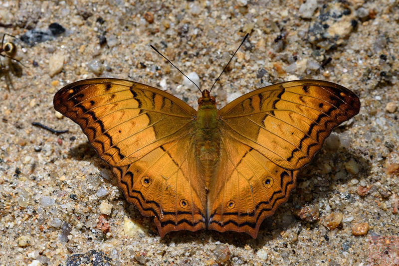 Vindula erota chersonesia (The Common Cruiser)