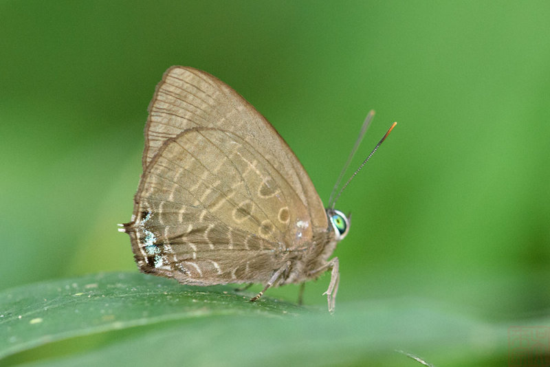 Arhopala aurea