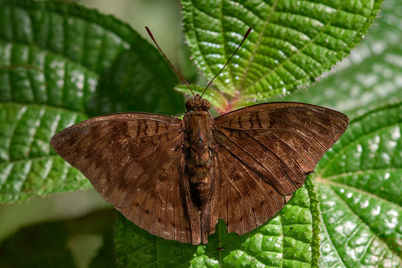 Euthalia merta merta (The Dark-male Baron)