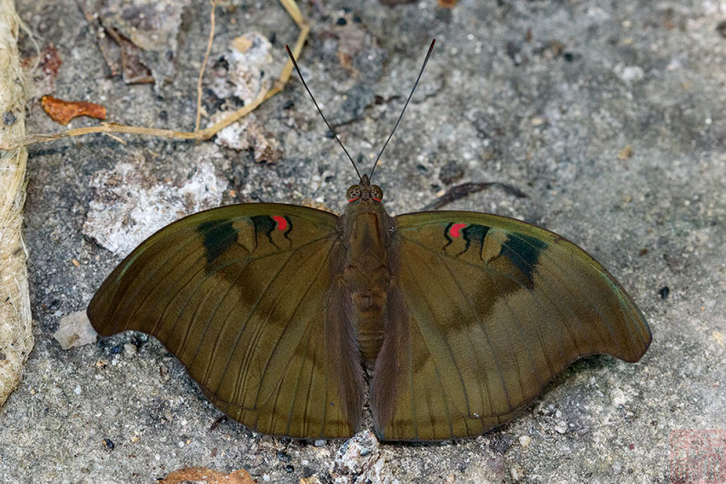 Dophla evelina compta (The Red-spot Duke)