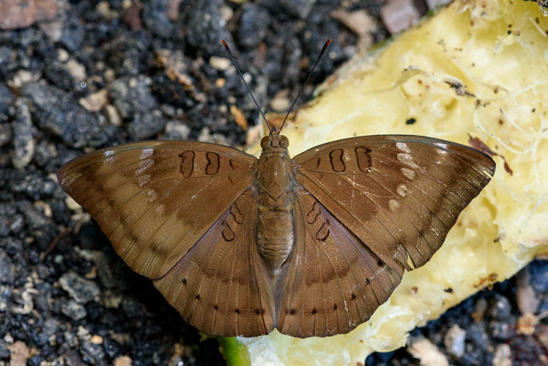 Euthalia aconthea gurda (The Mango Baron)