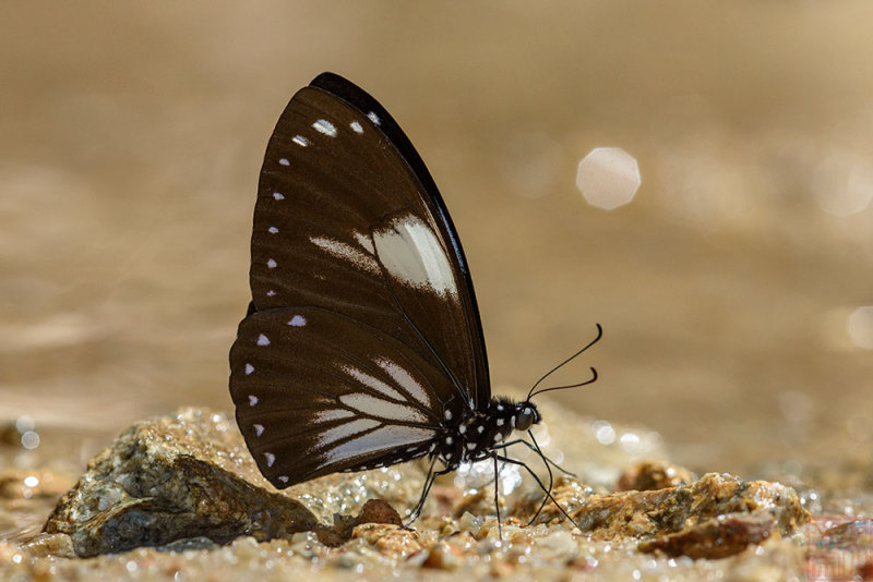Chilasa paradoxa aenigma (The Great Blue Mime) -f. aegialus