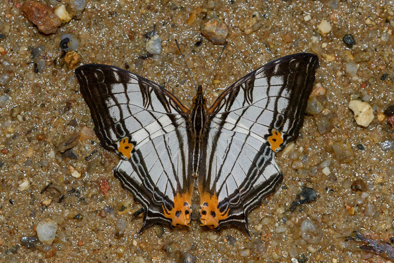 Cyrestis maenalis martini
