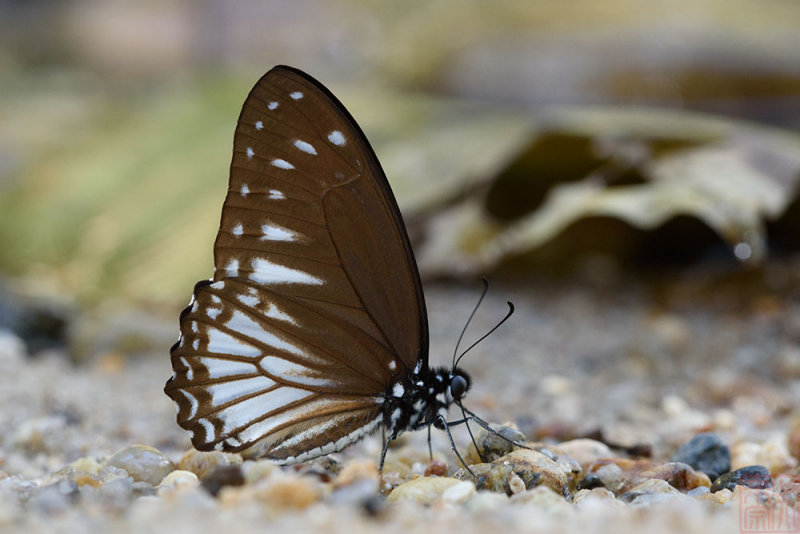 Graphium ramaceus pendleburyi (Pendleburys Zebra)