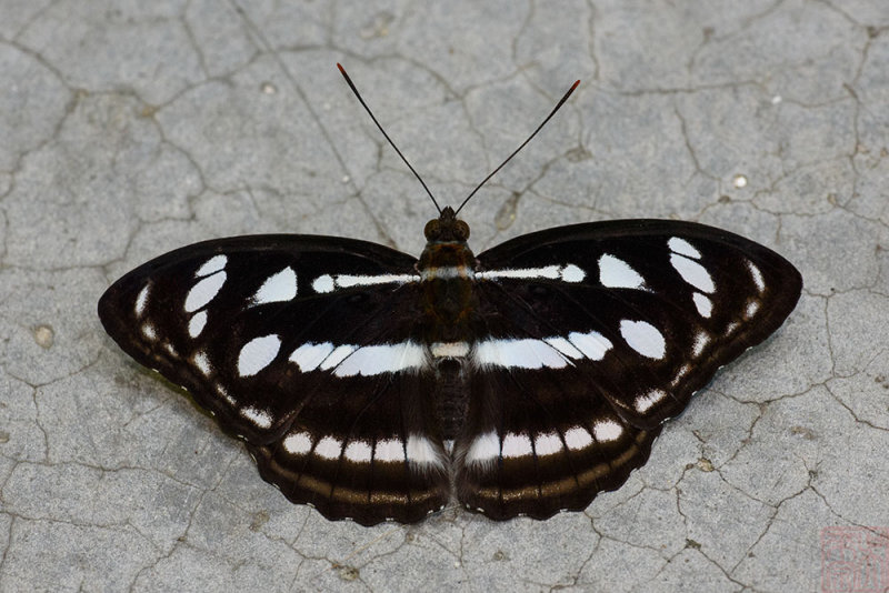 Athyma reta moorei (Malay Staff Sergeant)
