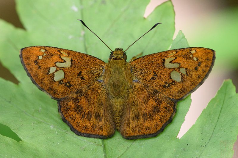 Pseudocoladenia dan dhyana (Fulvous Pied Flat)