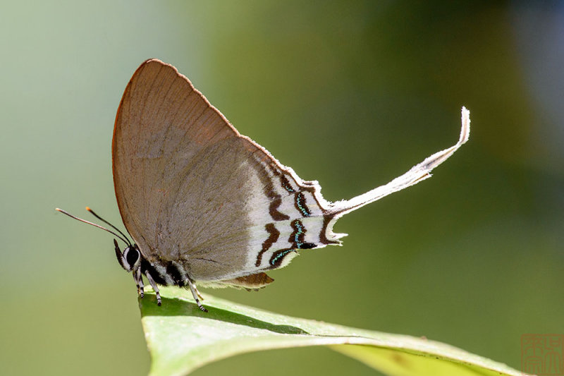 Ritra aurea volumnia (Orange Imperial)