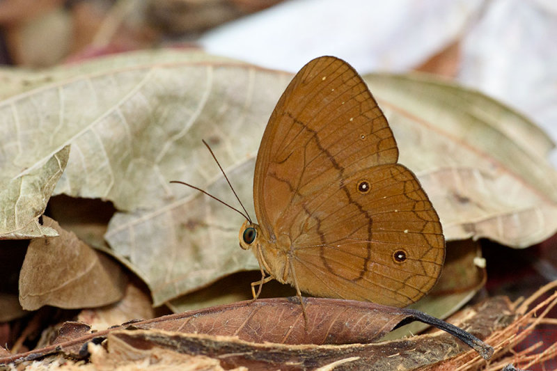 Faunis gracilis