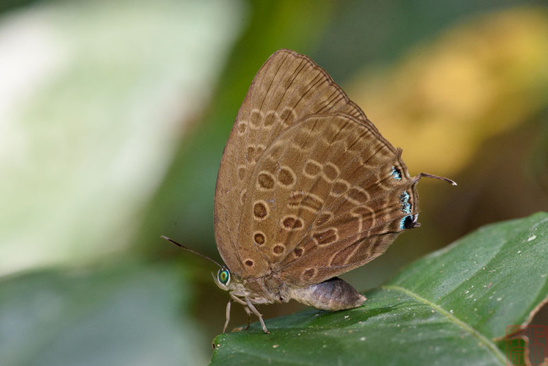 Arhopala aedias agnis