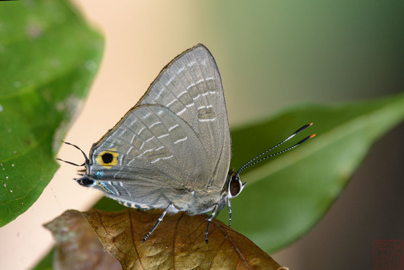 Deudorix epijarbas cinnabarus (Cornelian)