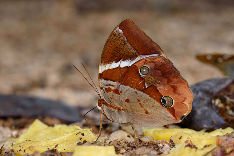 Thauria aliris pseudaliris (The Tufted Jungleking)