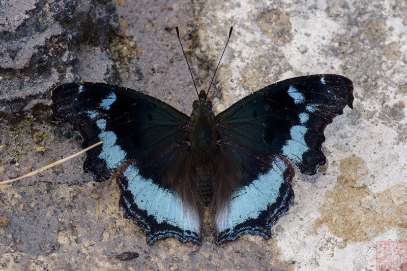 Kaniska canace perakana (The Blue Admiral)