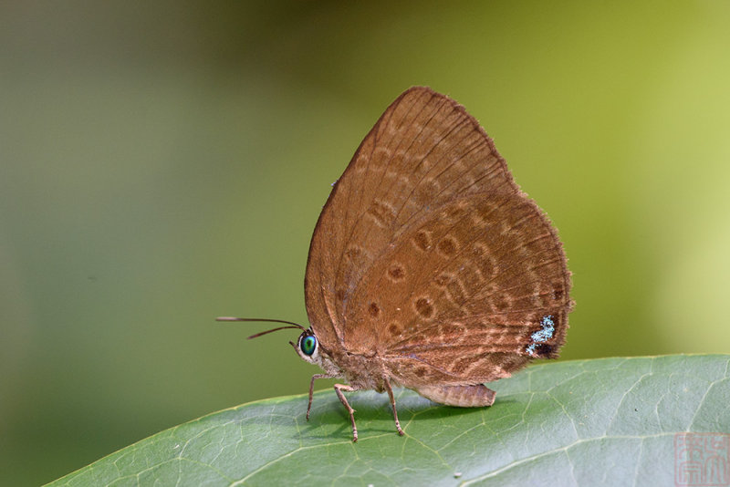 Arhopala amphimuta (TBC)_LCB3734x.jpg