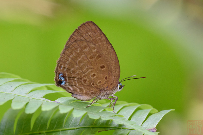 Arhopala amphimuta(TBC)_LCB3813x.jpg