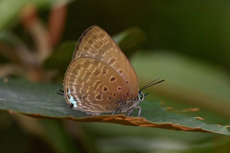 Arhopala allata _LCB4027x.jpg