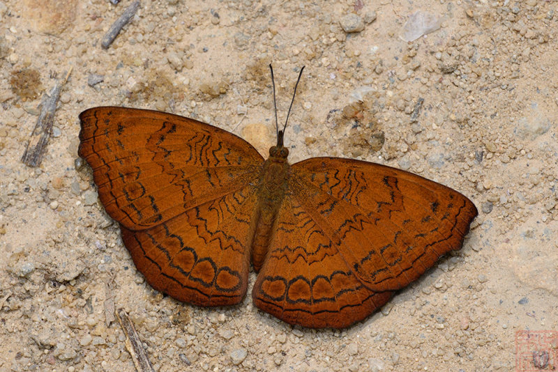Ariadne isaeus isaeus