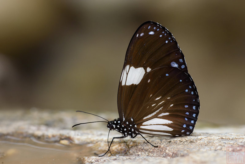 Euploea radamanthus radamanthus(Magpie Crow)