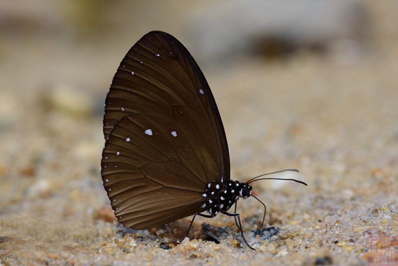 Euploea tulliolus ledereri (The Dwarf Crow)