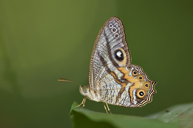 Erites angularis angularis