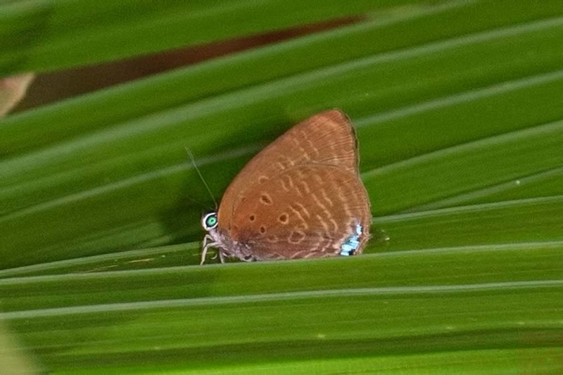 Arhopala allata pandora