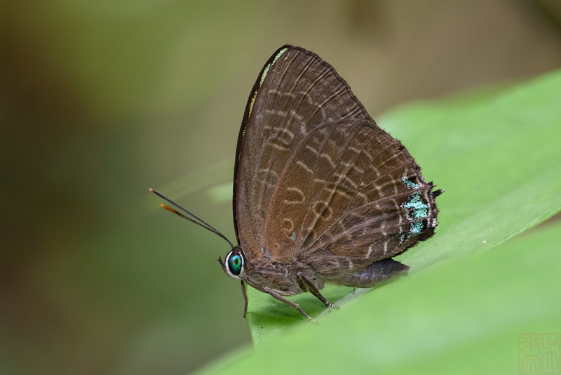 Arhopala aurea
