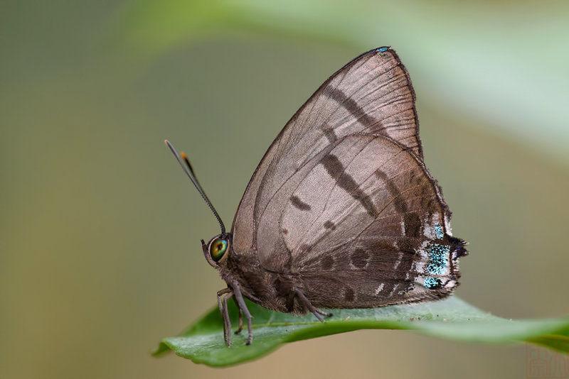 Arhopala caeca - male