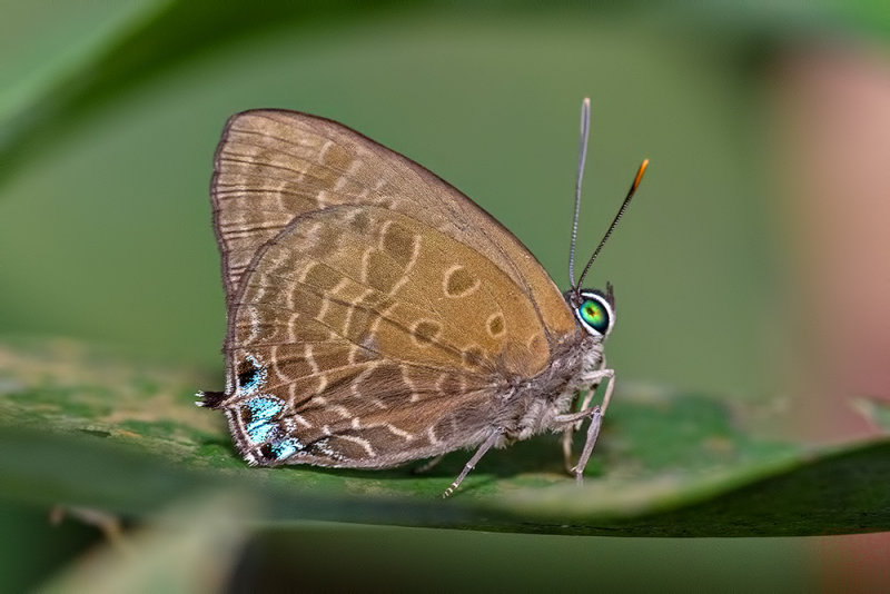 Arhopala aurea