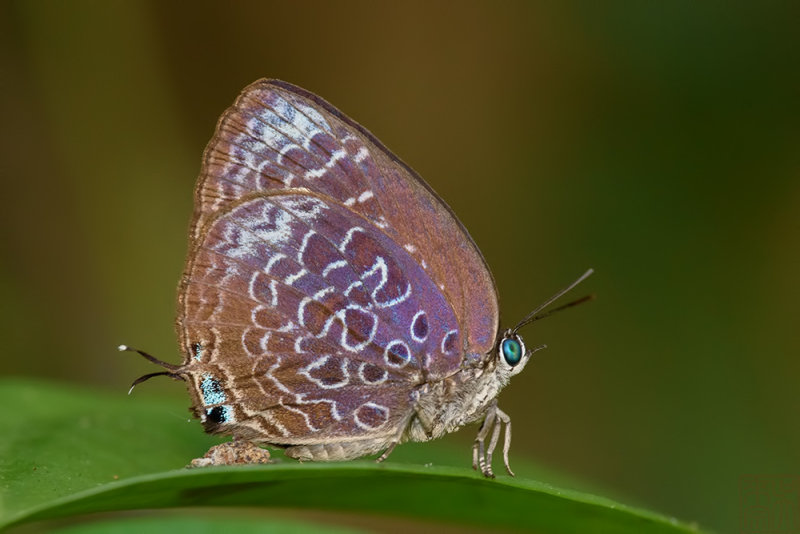 Arhopala myrzala lammas