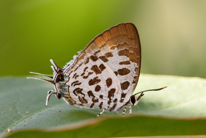 Drupadia scaeva scaeva (Blue Posy)