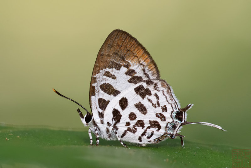 Drupadia scaeva scaeva (Blue Posy)