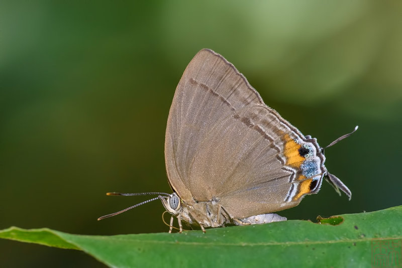 Creon cleobis queda (The Broadtail Royal)
