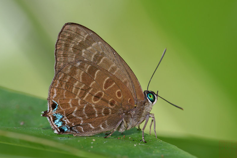 Arhopala aurea