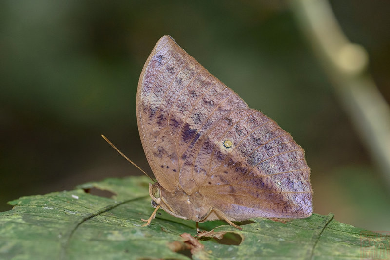 Discophora sondaica despoliata (The Common Duffer)